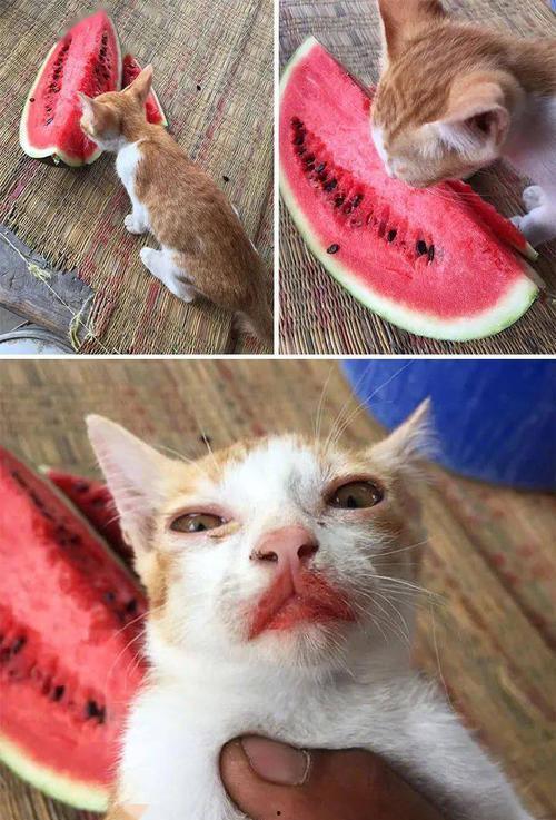 微密猫黑料吃瓜,吃瓜群众热议背后的真相